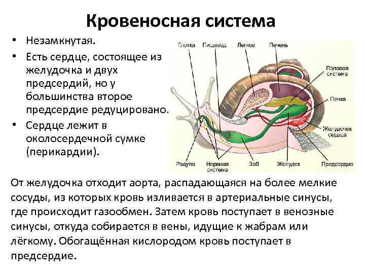 Кровеносная система • Незамкнутая. • Есть сердце, состоящее из желудочка и двух предсердий, но