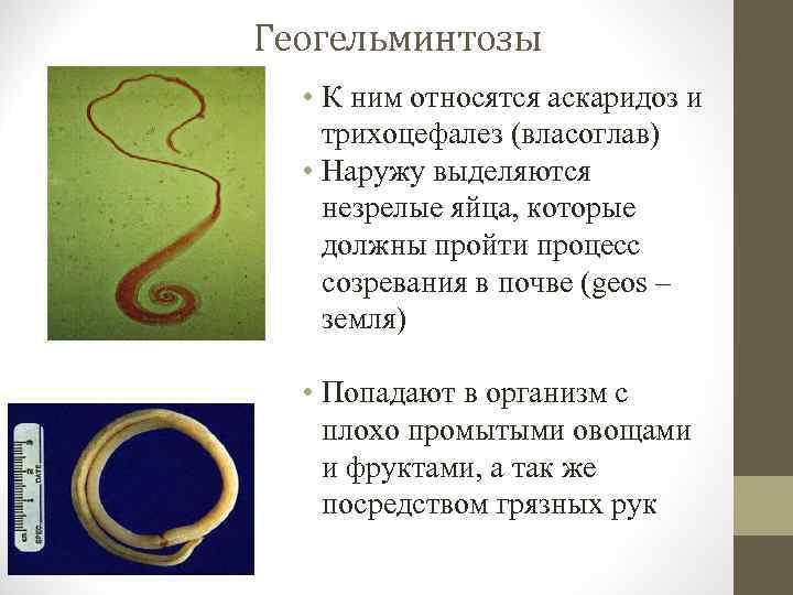 Геогельминтозы • К ним относятся аскаридоз и трихоцефалез (власоглав) • Наружу выделяются незрелые яйца,