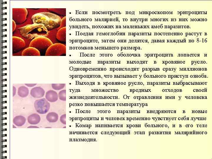 Если посмотреть под микроскопом эритроциты больного малярией, то внутри многих из них можно увидеть,