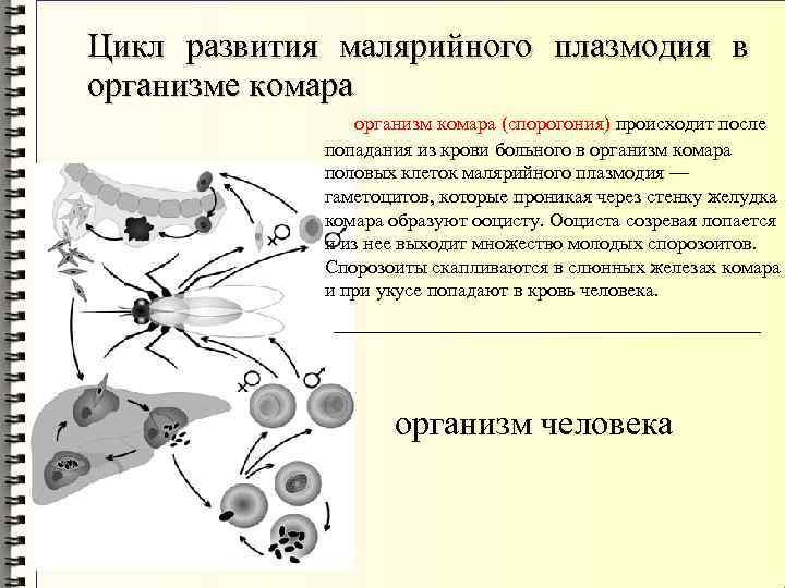 Цикл развития малярийного плазмодия в организме комара организм комара (спорогония) происходит после попадания из