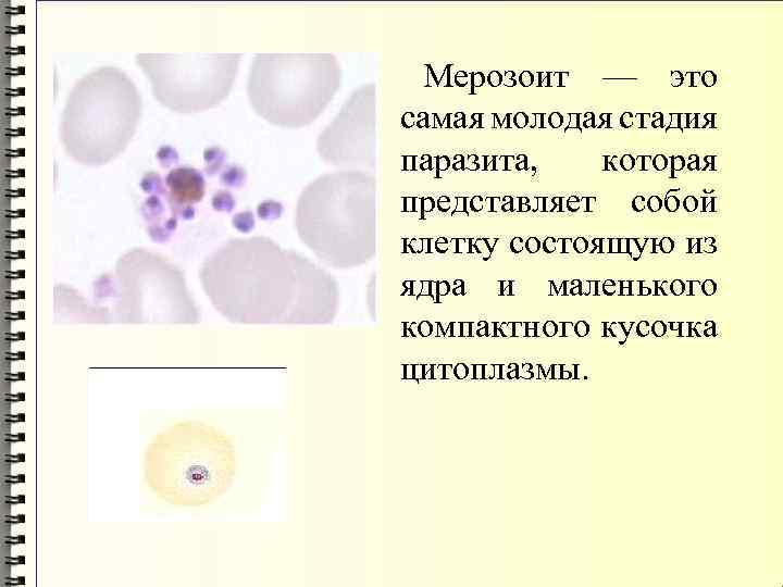 Мерозоит — это самая молодая стадия паразита, которая представляет собой клетку состоящую из ядра