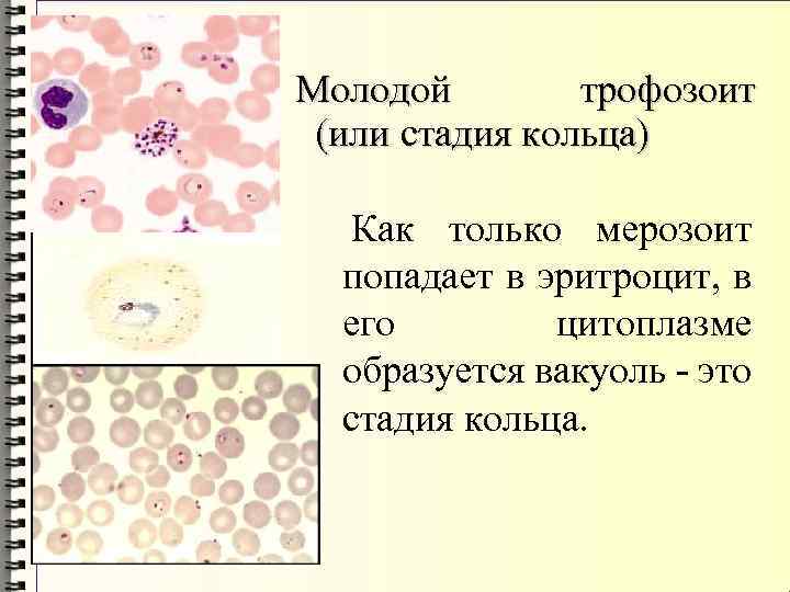Молодой трофозоит (или стадия кольца) Как только мерозоит попадает в эритроцит, в его цитоплазме