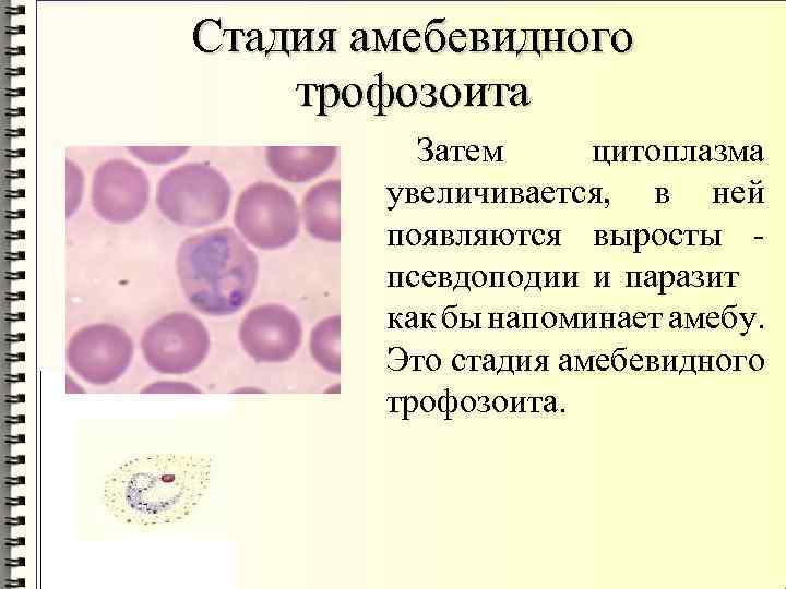 Стадия амебевидного трофозоита Затем цитоплазма увеличивается, в ней появляются выросты псевдоподии и паразит как