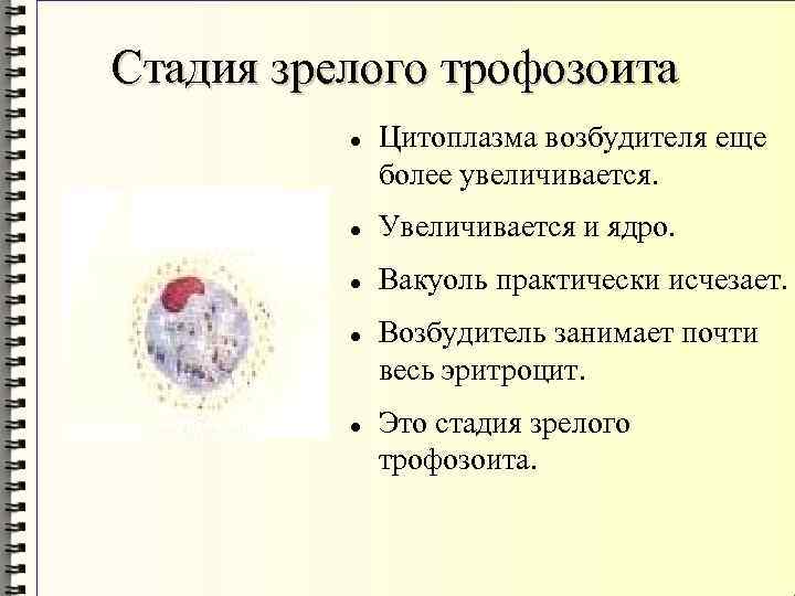 Стадия зрелого трофозоита Цитоплазма возбудителя еще более увеличивается. Увеличивается и ядро. Вакуоль практически исчезает.