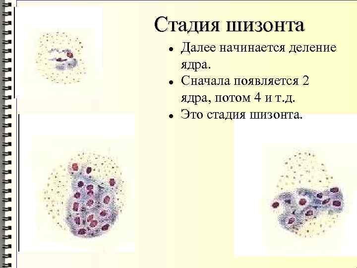 Стадия шизонта Далее начинается деление ядра. Сначала появляется 2 ядра, потом 4 и т.