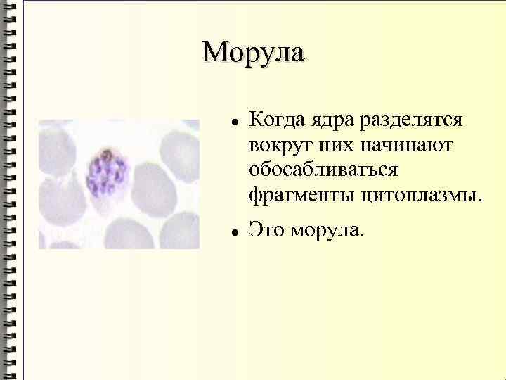 Морула Когда ядра разделятся вокруг них начинают обосабливаться фрагменты цитоплазмы. Это морула. 
