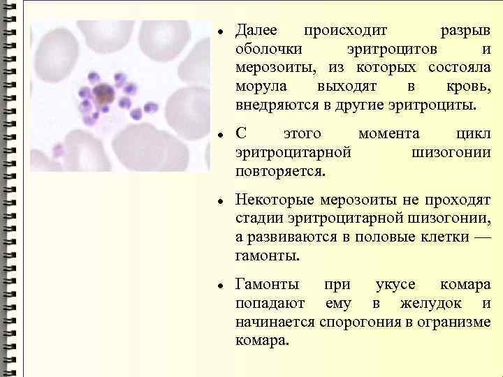  Далее происходит разрыв оболочки эритроцитов и мерозоиты, из которых состояла морула выходят в
