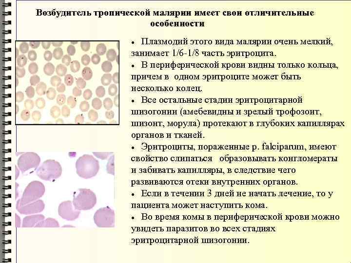 Возбудитель тропической малярии имеет свои отличительные особенности Плазмодий этого вида малярии очень мелкий, занимает