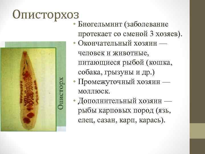 Описторхоз • Биогельминт (заболевание протекает со сменой 3 хозяев). • Окончательный хозяин — человек