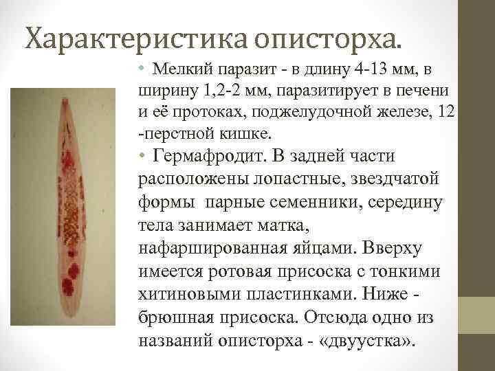 Характеристика описторха. • Мелкий паразит - в длину 4 -13 мм, в ширину 1,