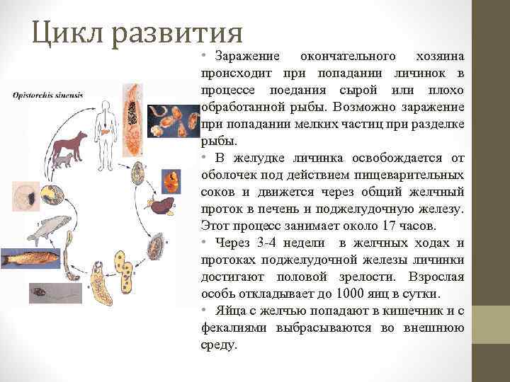 Цикл развития • Заражение окончательного хозяина происходит при попадании личинок в процессе поедания сырой