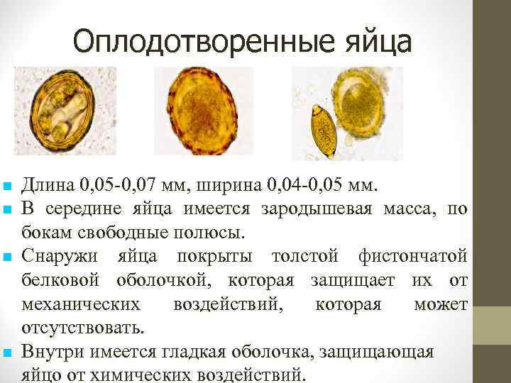 Оплодотворенные яйца Длина 0, 05 -0, 07 мм, ширина 0, 04 -0, 05 мм.
