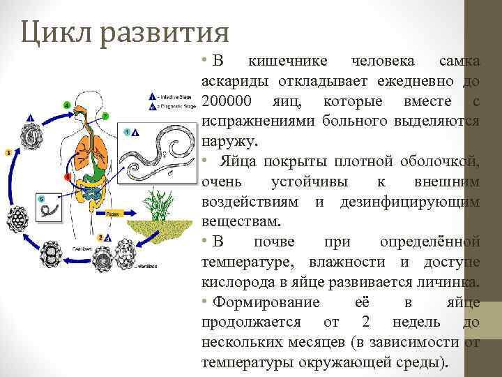 Цикл развития аскариды человеческой схема