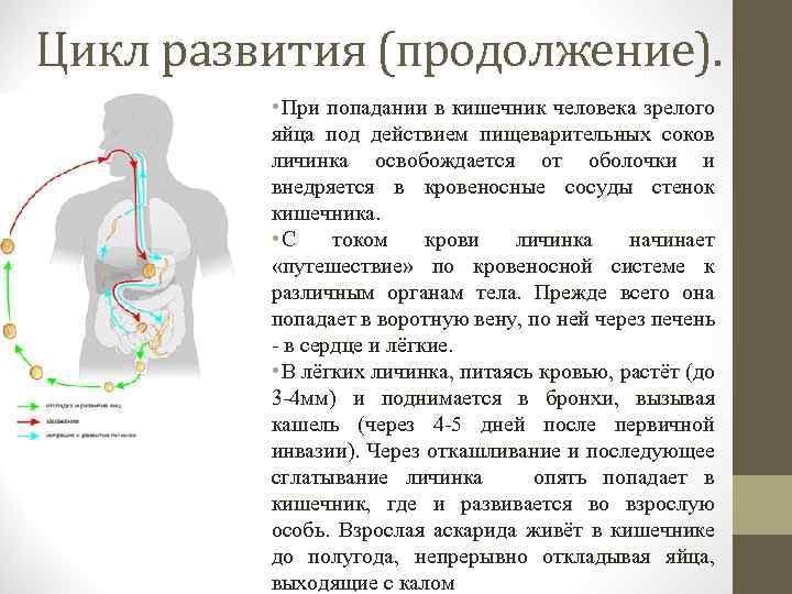 Цикл развития (продолжение). • При попадании в кишечник человека зрелого яйца под действием пищеварительных