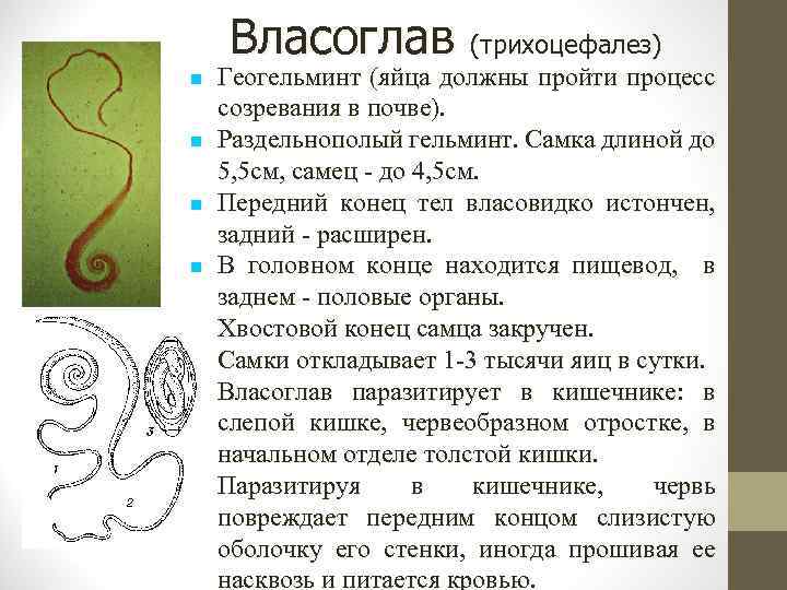 Власоглав (трихоцефалез) Геогельминт (яйца должны пройти процесс созревания в почве). Раздельнополый гельминт. Самка длиной