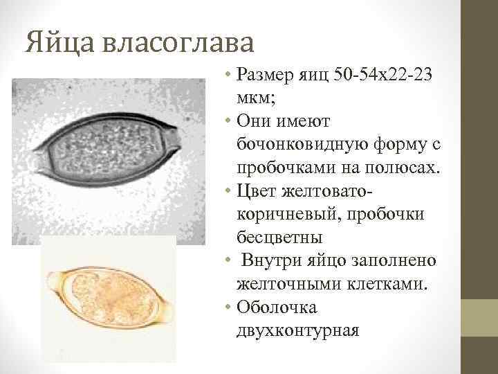 Яйца власоглава • Размер яиц 50 -54 х22 -23 мкм; • Они имеют бочонковидную