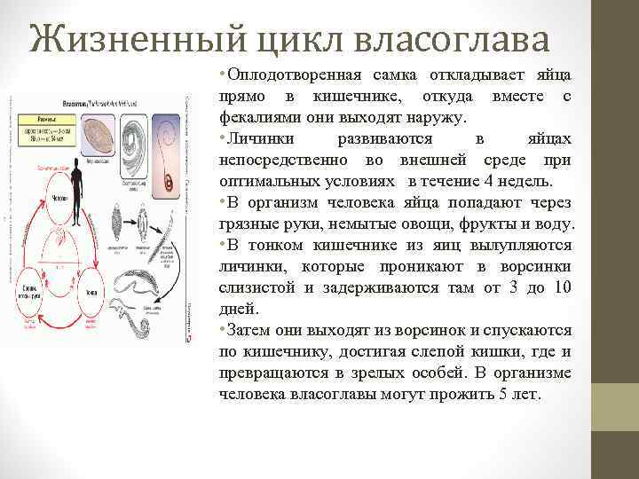 Жизненный цикл власоглава • Оплодотворенная самка откладывает яйца прямо в кишечнике, откуда вместе с