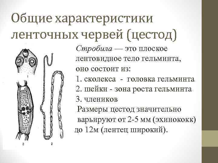 Общие характеристики ленточных червей (цестод) Стробила — это плоское лентовидное тело гельминта, оно состоит