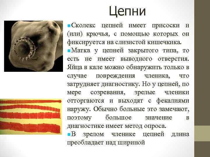 Цепни Сколекс цепней имеет присоски и (или) крючья, с помощью которых он фиксируется на