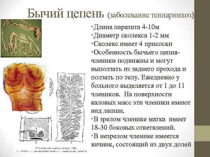 Бычий цепень (заболевание тениаринхоз) тениаринхоз • Длина паразита 4 -10 м • Диаметр сколекса