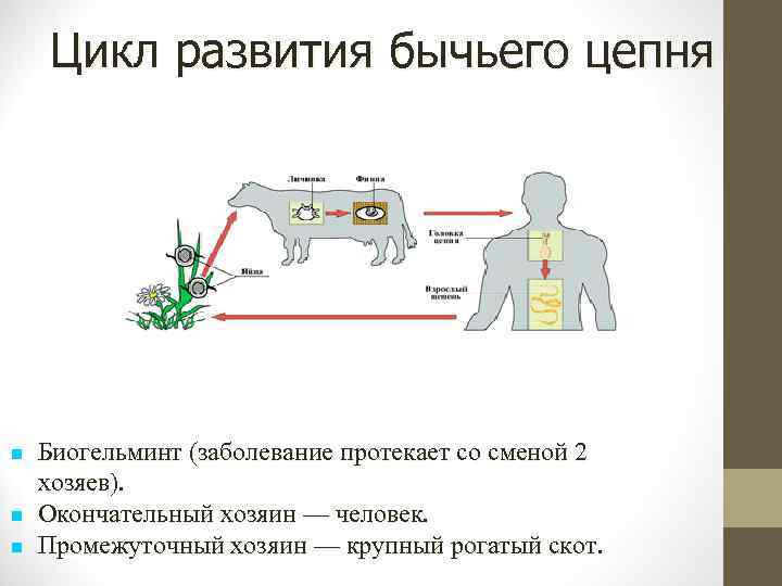 Цикл развития бычьего цепня Биогельминт (заболевание протекает со сменой 2 хозяев). Окончательный хозяин —