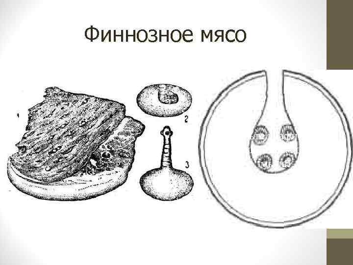 Финнозное мясо Добавьте графический объект двойным щелчком мыши 