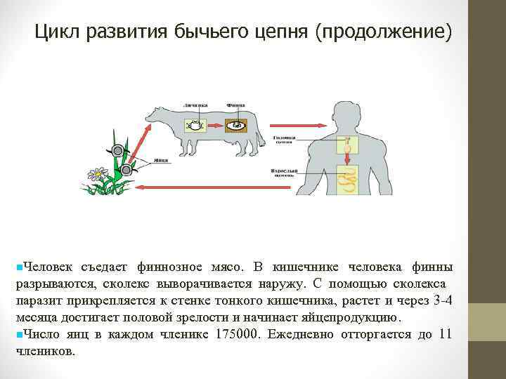 Цикл развития бычьего цепня (продолжение) Человек съедает финнозное мясо. В кишечнике человека финны разрываются,