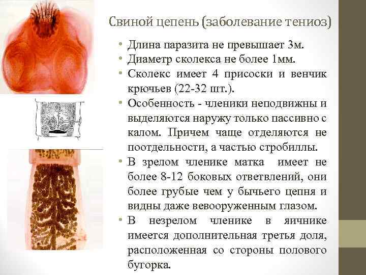 Свиной цепень (заболевание тениоз) • Длина паразита не превышает 3 м. • Диаметр сколекса