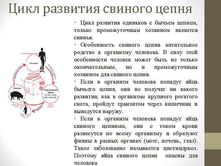 Цикл развития свиного цепня • Цикл развития одинаков с бычьем цепнем, только промежуточным хозяином