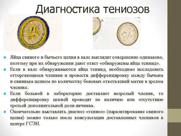 Диагностика тениозов Яйца свиного и бычьего цепня в кале выглядят совершенно одинаково, поэтому при