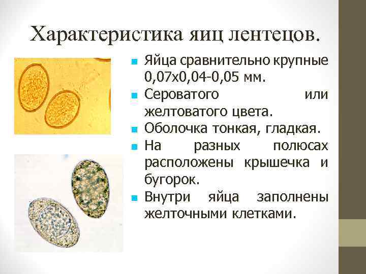 Характеристика яиц лентецов. Яйца сравнительно крупные 0, 07 х0, 04 -0, 05 мм. Сероватого