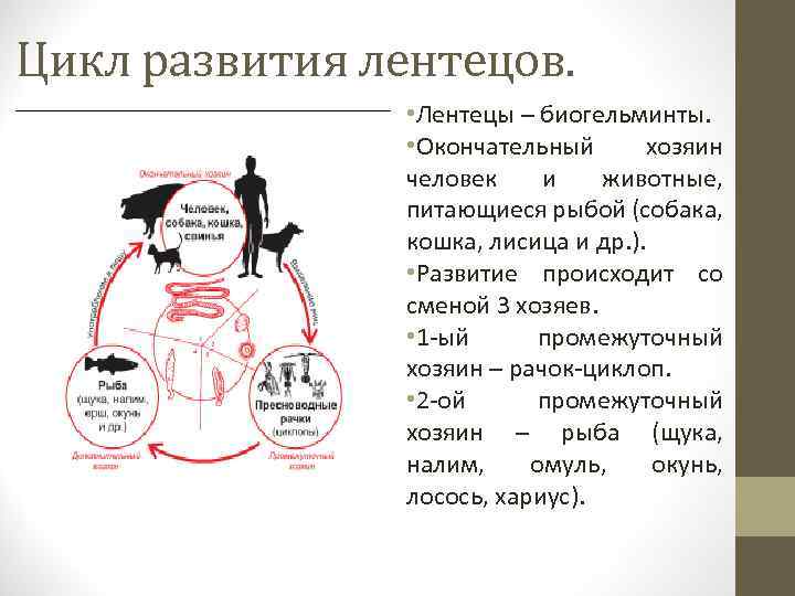 Цикл развития лентецов. • Лентецы – биогельминты. • Окончательный хозяин человек и животные, питающиеся