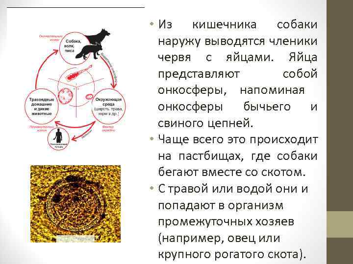  • Из кишечника собаки Жизненный цикл эхинококка. наружу выводятся членики червя с яйцами.