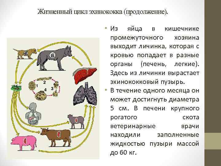 Жизненный цикл эхинококка (продолжение). • Из яйца в кишечнике промежуточного хозяина выходит личинка, которая