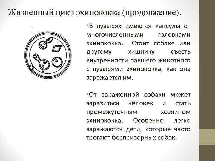 Жизненный цикл эхинококка (продолжение). • В пузырях имеются капсулы с многочисленными головками эхинококка. Стоит