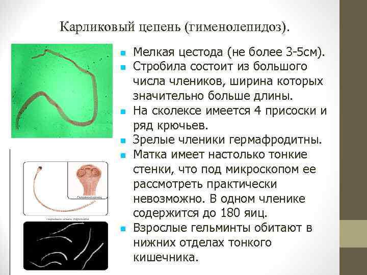 Карликовый цепень (гименолепидоз). Мелкая цестода (не более 3 -5 см). Стробила состоит из большого