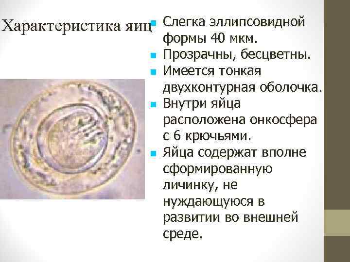 Характеристика яиц Слегка эллипсовидной формы 40 мкм. Прозрачны, бесцветны. Имеется тонкая двухконтурная оболочка. Внутри