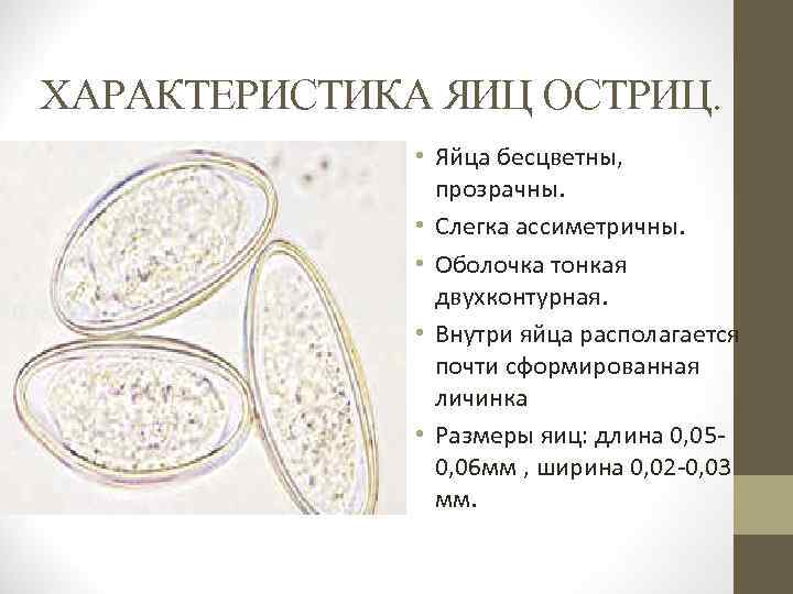 ХАРАКТЕРИСТИКА ЯИЦ ОСТРИЦ. • Яйца бесцветны, прозрачны. • Слегка ассиметричны. • Оболочка тонкая двухконтурная.