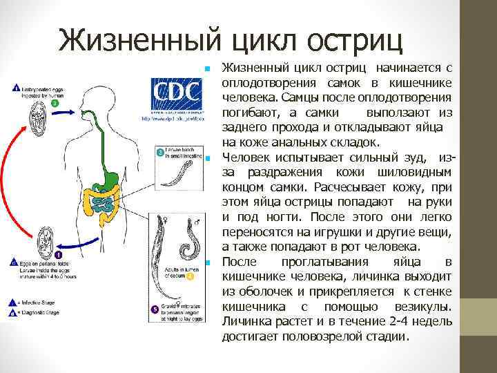 Жизненный цикл остриц Жизненный цикл остриц начинается с оплодотворения самок в кишечнике человека. Самцы