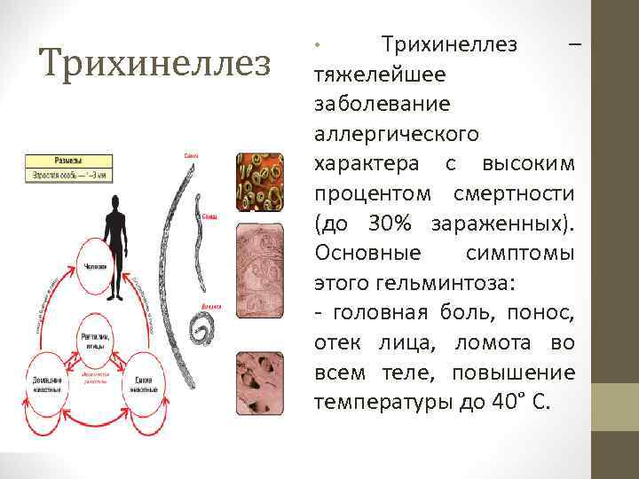 Трихинеллез – тяжелейшее заболевание аллергического характера с высоким процентом смертности (до 30% зараженных). Основные