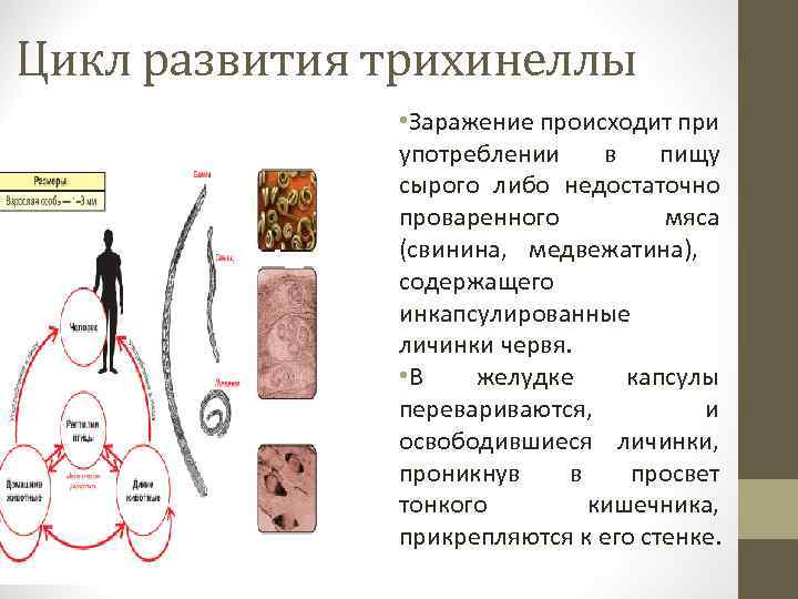 Цикл развития трихинеллы • Заражение происходит при употреблении в пищу сырого либо недостаточно проваренного