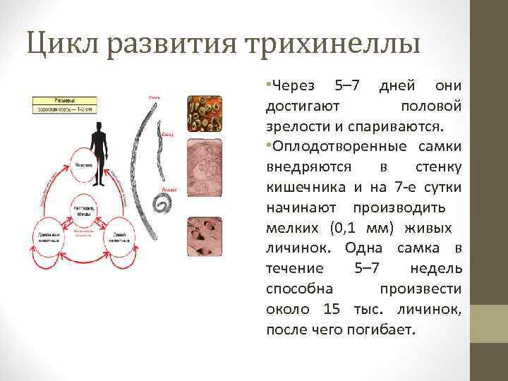 Метод стола паразитология