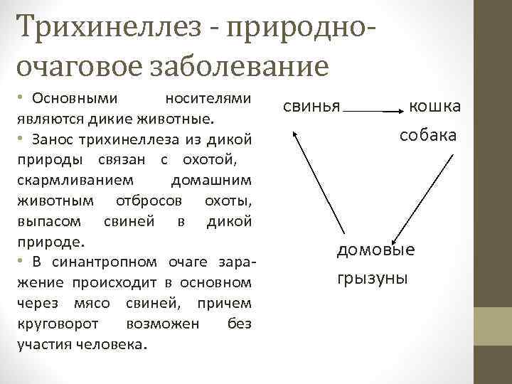 Трихинеллез - природноочаговое заболевание • Основными носителями являются дикие животные. • Занос трихинеллеза из
