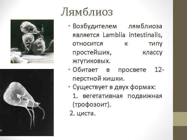 Лямблиоз • Возбудителем лямблиоза является Lamblia intestinalis, относится к типу простейших, классу жгутиковых. •
