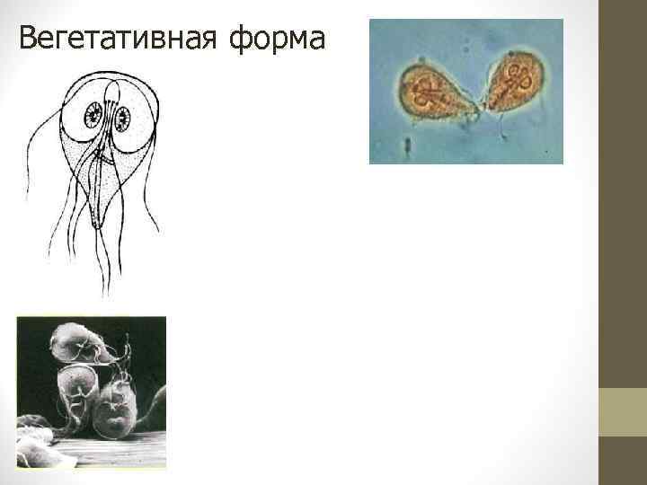 Медицинская паразитология презентация