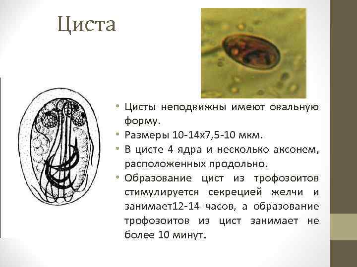 Какое значение в жизни простейших имеют цисты. Образование цисты. Образование цисты у простейших. Цисты образуют.