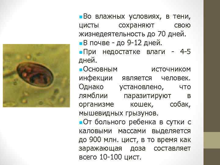  Во влажных условиях, в тени, цисты сохраняют свою жизнедеятельность до 70 дней. В