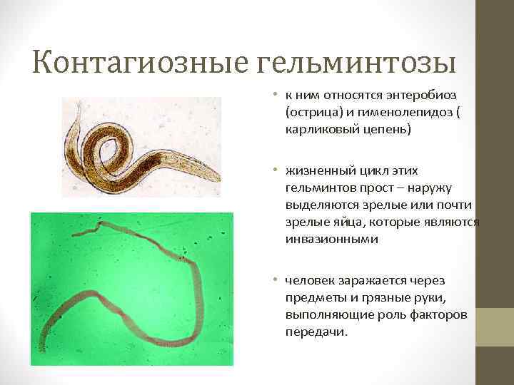 Контагиозные гельминтозы • к ним относятся энтеробиоз (острица) и гименолепидоз ( карликовый цепень) •