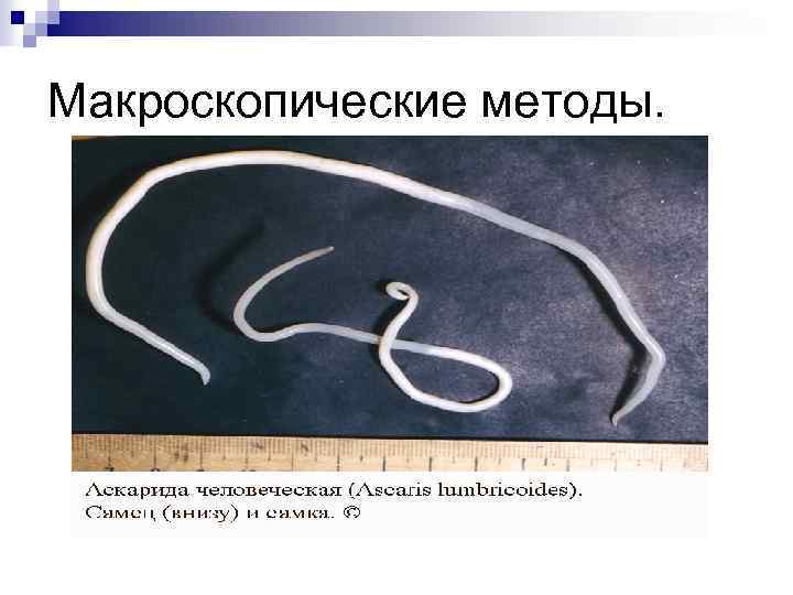 Макроскопические методы. 