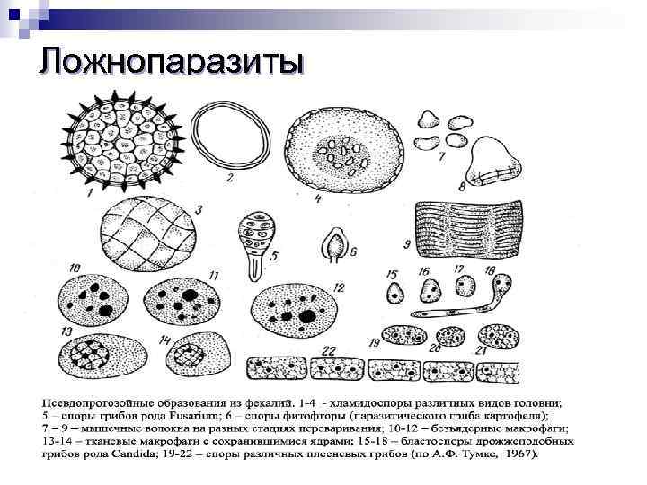 Ложнопаразиты 